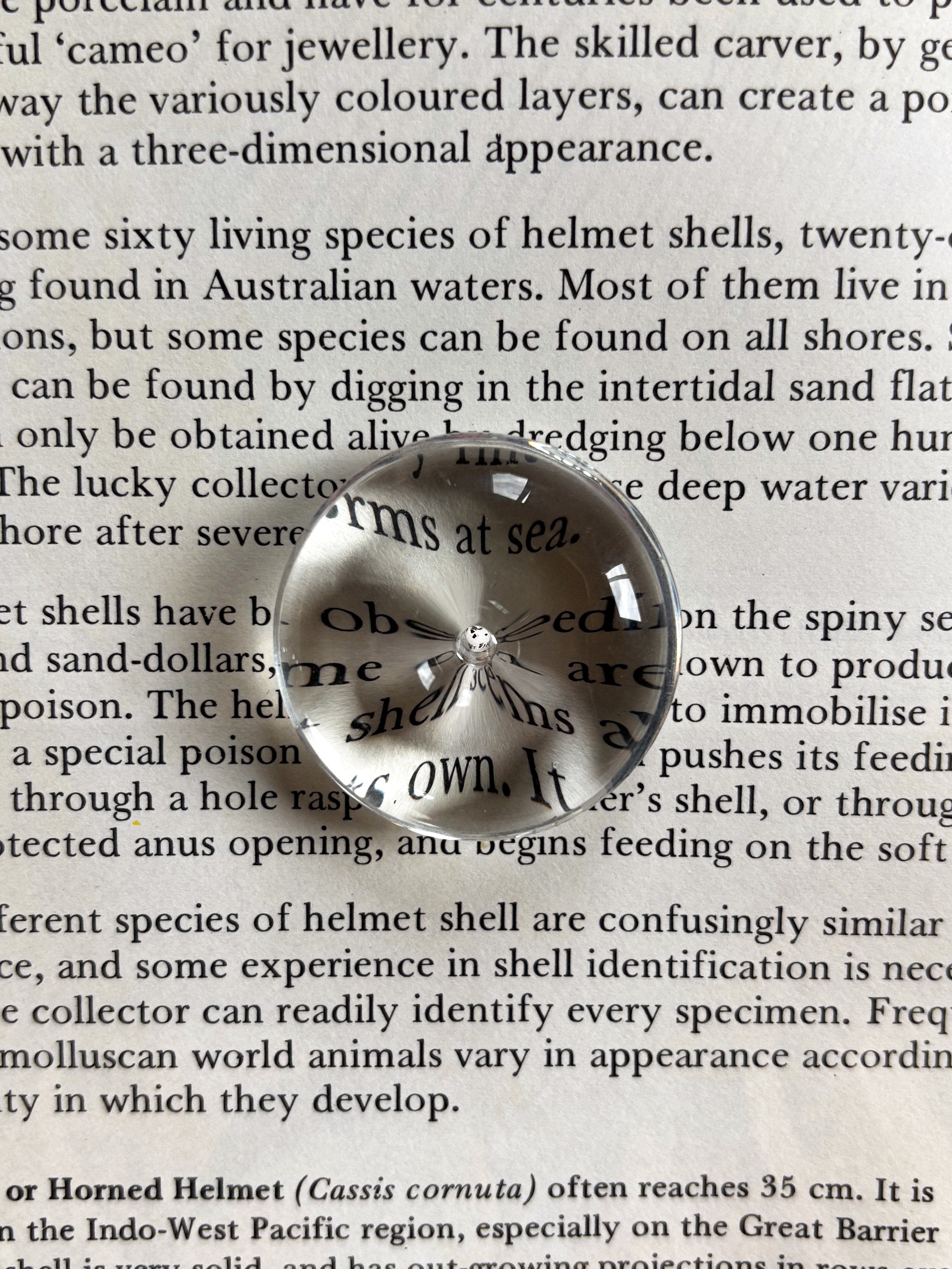 Glass Incense Holder ~ Clear